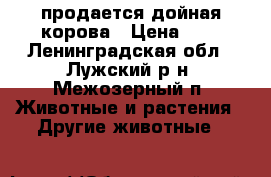 продается дойная корова › Цена ­ 0 - Ленинградская обл., Лужский р-н, Межозерный п. Животные и растения » Другие животные   
